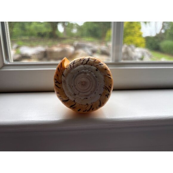 Large Natural Cone Conus Shell w Unique Spotted Pattern & Spiral Design - Picture 3 of 6